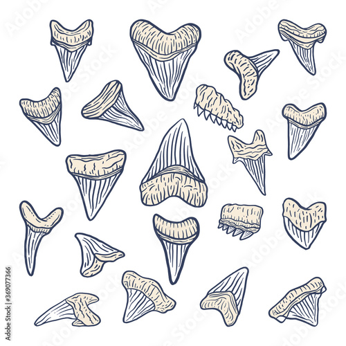 Illustration shark teeth megalodon