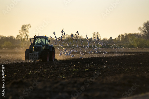 Stado mew latające za traktorem pracującym w polu