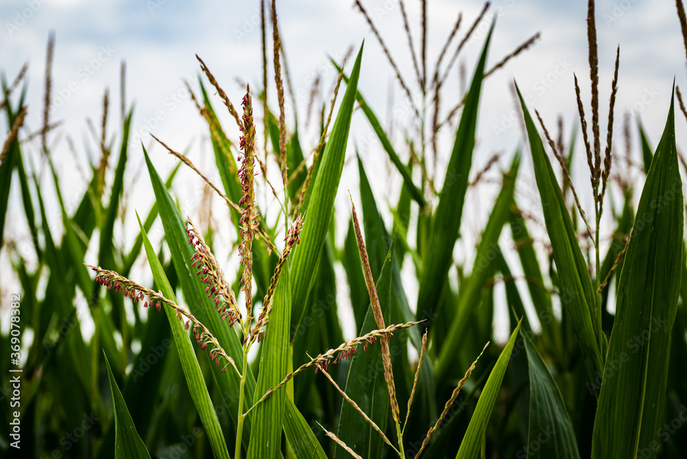 Fototapeta premium Closeup of a young maize plant in summer.