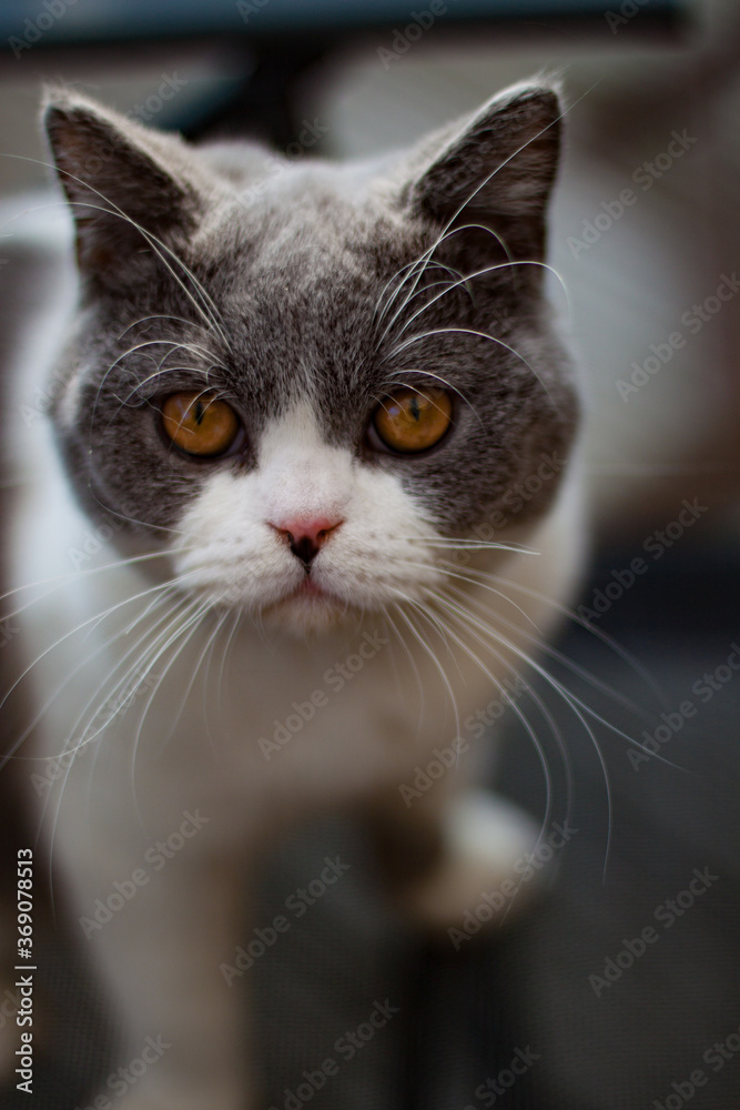 Grey and White Cat Crouching Close Up