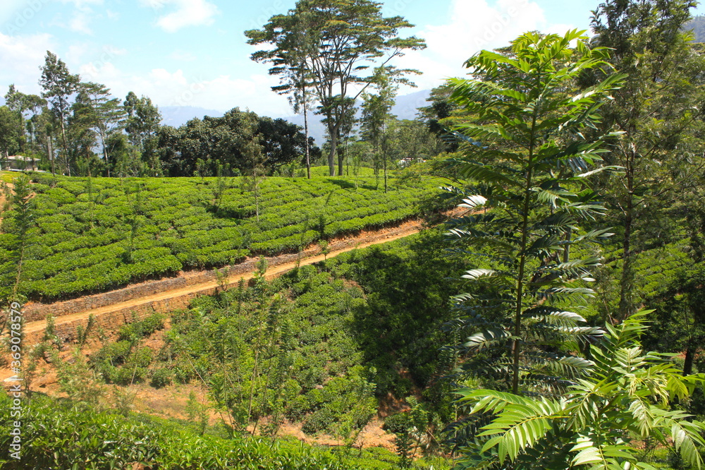 Beautiful landscape view of green tea plantation in hills, mountain, with trees in Sri Lanka.