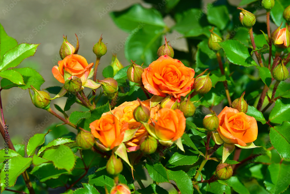 Orange and light pink flowers on a rose Bush in the garden Orange and light pink flowers on a rose Bush in the garden