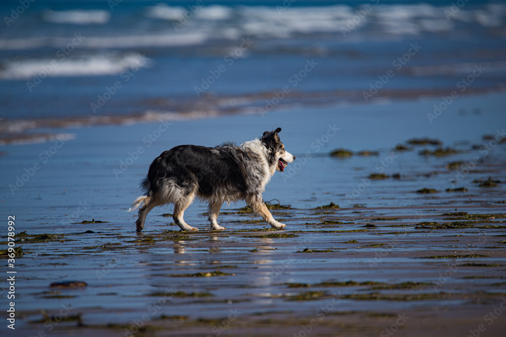 Sheepdog on Beach at Low Tide in Northumberland