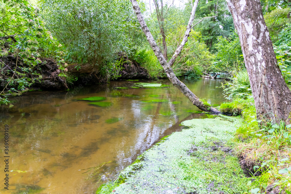 Idyllic creek with curved trees over the river for hiking-tours and canoe trips in a protected landscape on a calm river through a healthy environment and wilderness or forests in summer and fall Idyllic creek with curved trees over the river for hiking-tours and canoe trips in a protected landscape on a calm river through a healthy environment and wilderness or forests in summer and fall