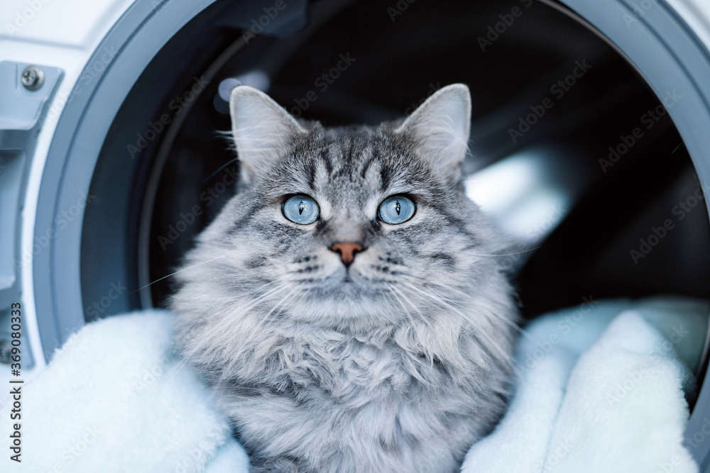 Cute fluffy cat lying inside laundry washer. Tabby lovely kitten with blue eyes and long gray hair. Preparing the wash cycle. Washing machine. Housework concept. Cute fluffy cat lying inside laundry washer. Tabby lovely kitten with blue eyes and long gray hair. Preparing the wash cycle. Washing machine. Housework concept.