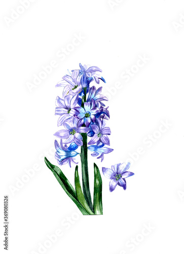 Blue Hyacinth isolated on a white background spring flower