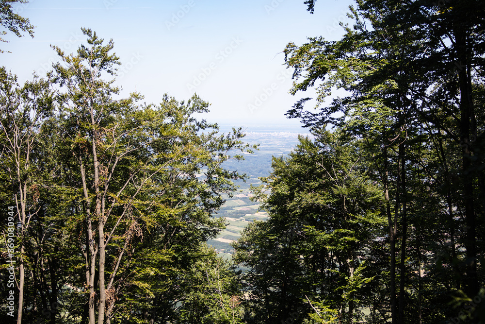 trees in the forest