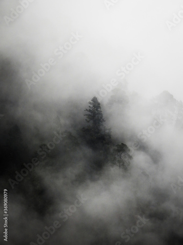 El bosque de niebla de las altas montañas mexicanas