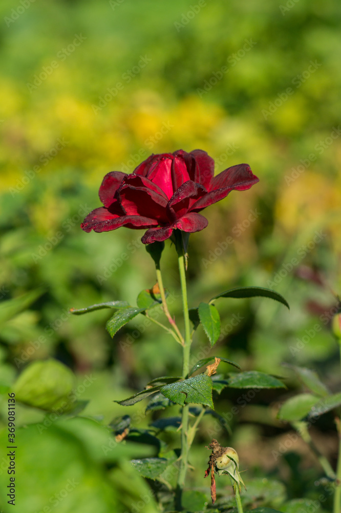 One growing beautiful red velvet rose on a green background of greenery. One growing beautiful red velvet rose on a green background of greenery.