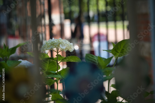 White hydrangea seen through the window in the room