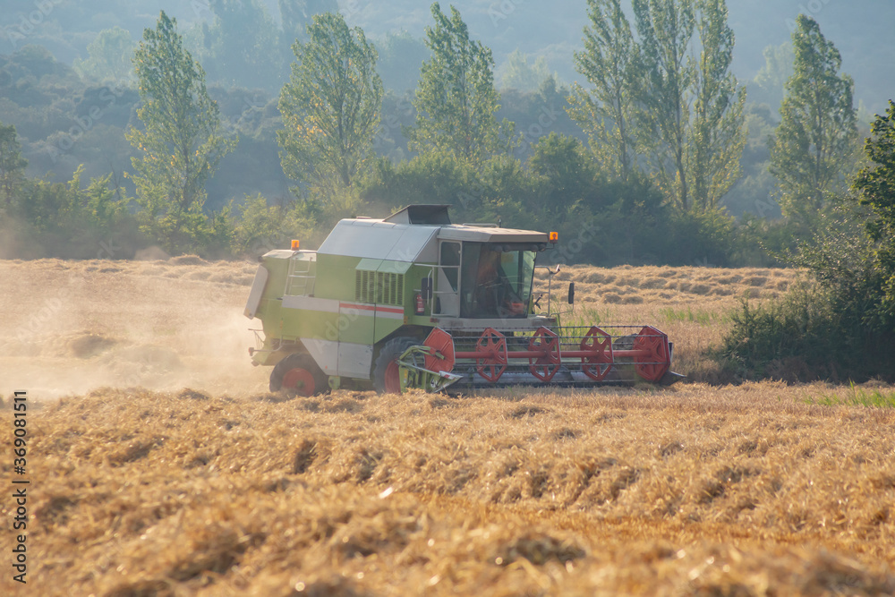 Fototapeta premium Harvesting machine in a wheat field, side view