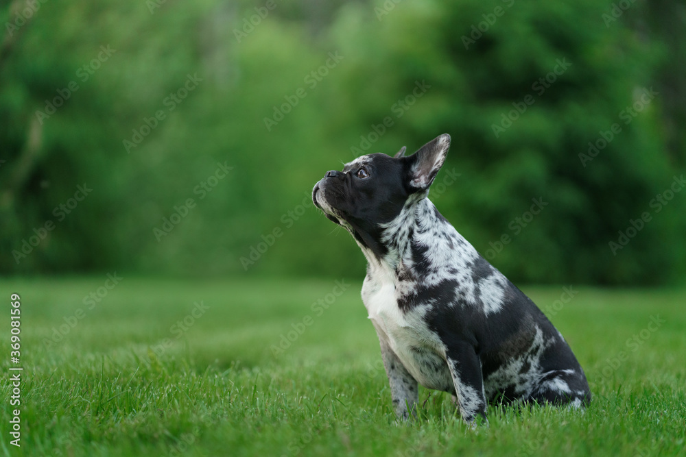 Marble French Bulldog. Rare color of the dog. puppy on the grass. pet outdoors