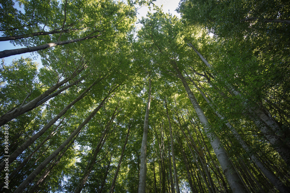 forest in the morning