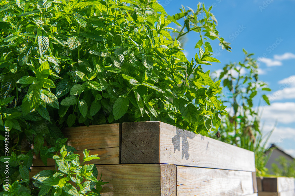 Mentha Plants in the Family Lamiaceae. Mentha Plants in the Family Lamiaceae.