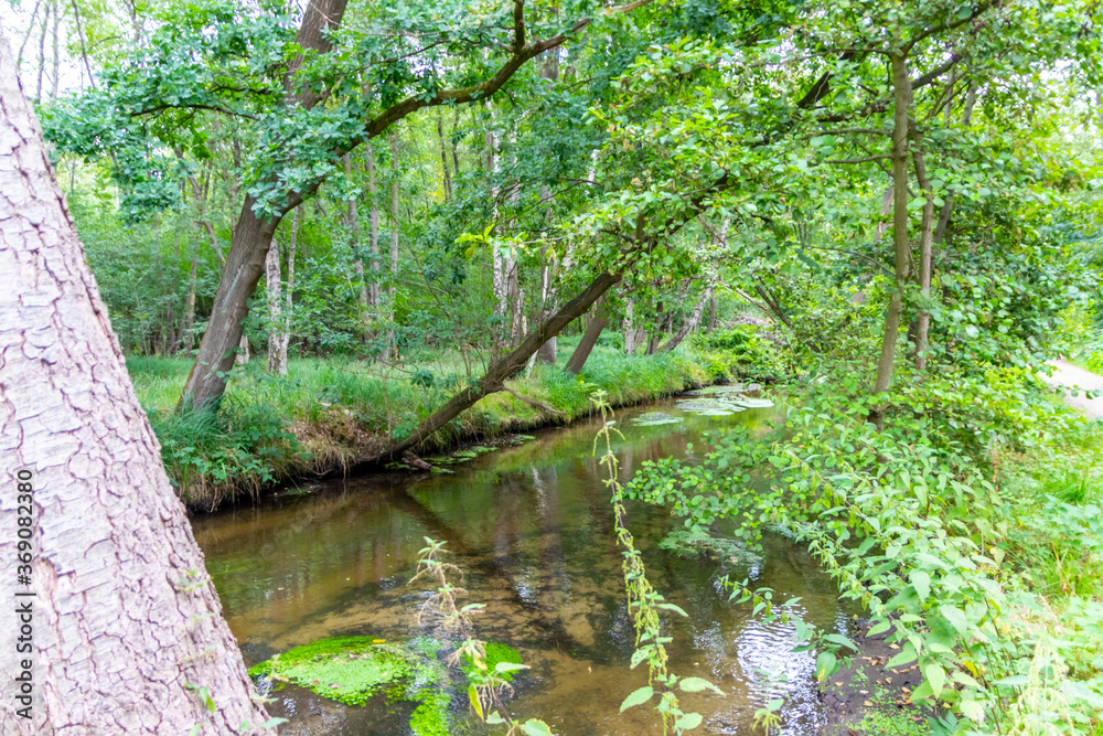 Obraz premium Idyllic creek with curved trees over the river for hiking-tours and canoe trips in a protected landscape on a calm river through a healthy environment and wilderness or forests in summer and fall