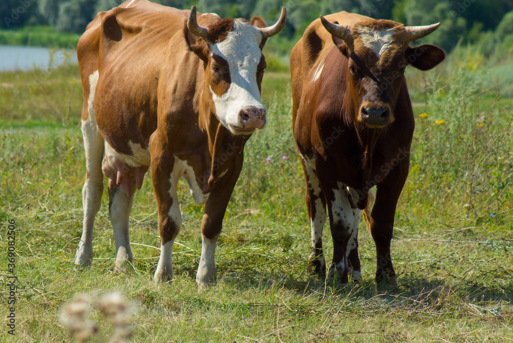 Two cows are grazing in a field.