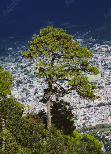 LA COMPENSACION DEL BOSQUE SOBRE LAS CIUDADES photo