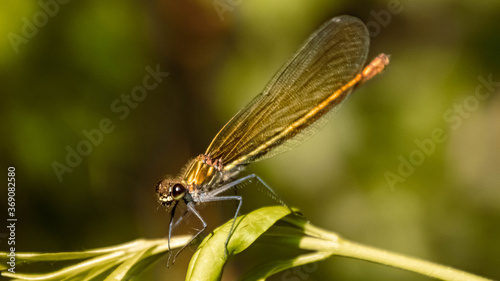 Macro of a beautiful dragonfly on a branch