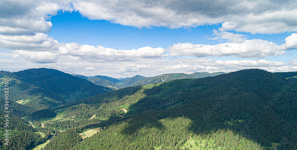 Fototapeta premium Beautiful pine trees on the background of mountains. Carpathians