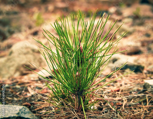 REFORESTACION EXITOSA DE PINUS HARTWEGII