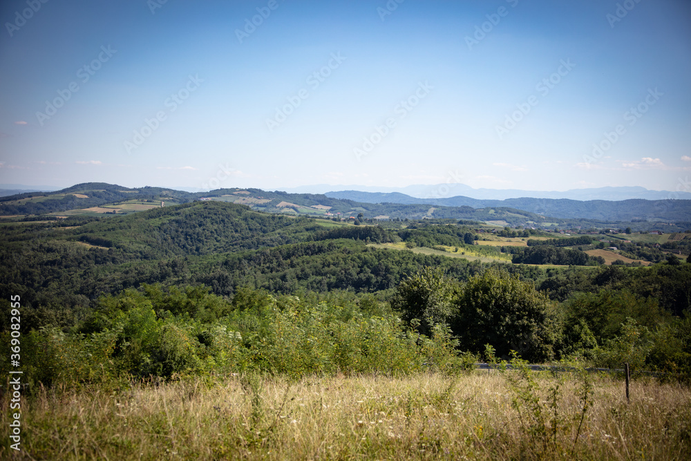 forest in the mountains