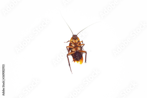 Cockroaches isolated on a white background © Oilprakorn