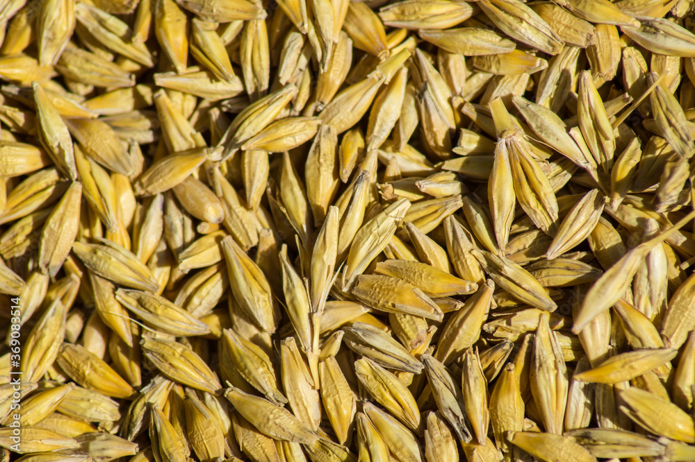Background of the barley harvest, a photograph of the top view. Background of the barley harvest, a photograph of the top view.
