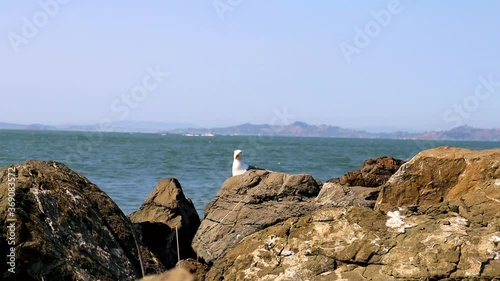 Steady shot of a Northern California Seagull sitting on the rocks on the shores of San Franciso Bay. photo