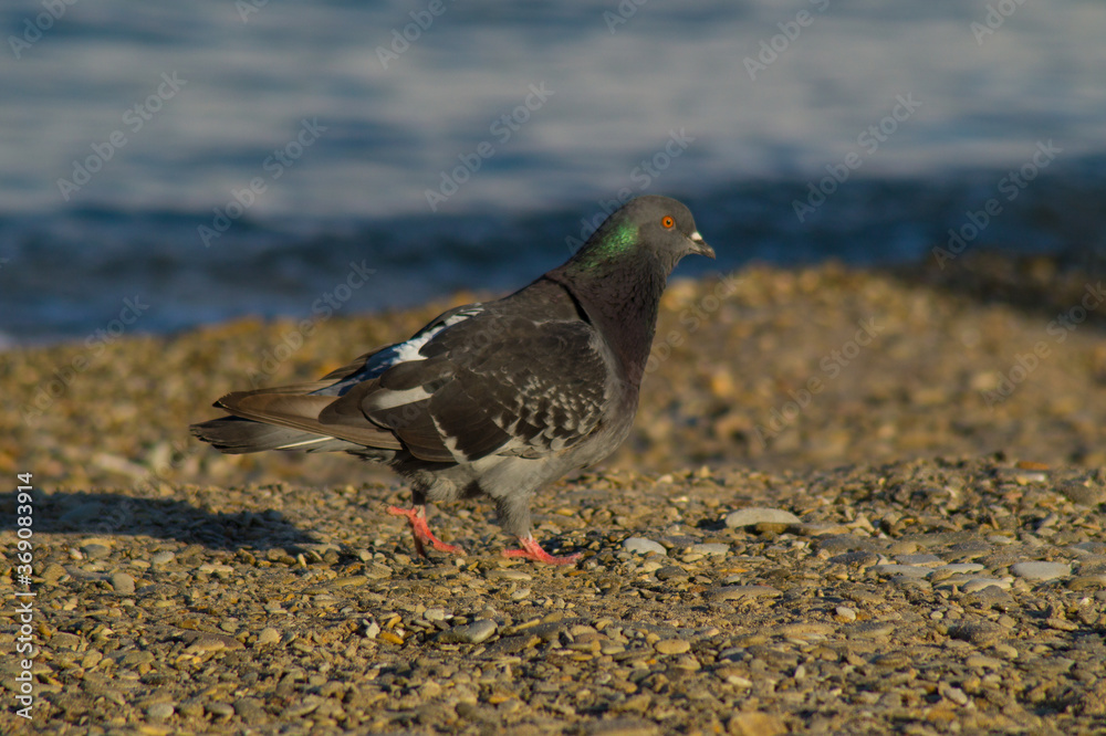 One beautiful bird, a dove, walks along the beach. One beautiful bird, a dove, walks along the beach.