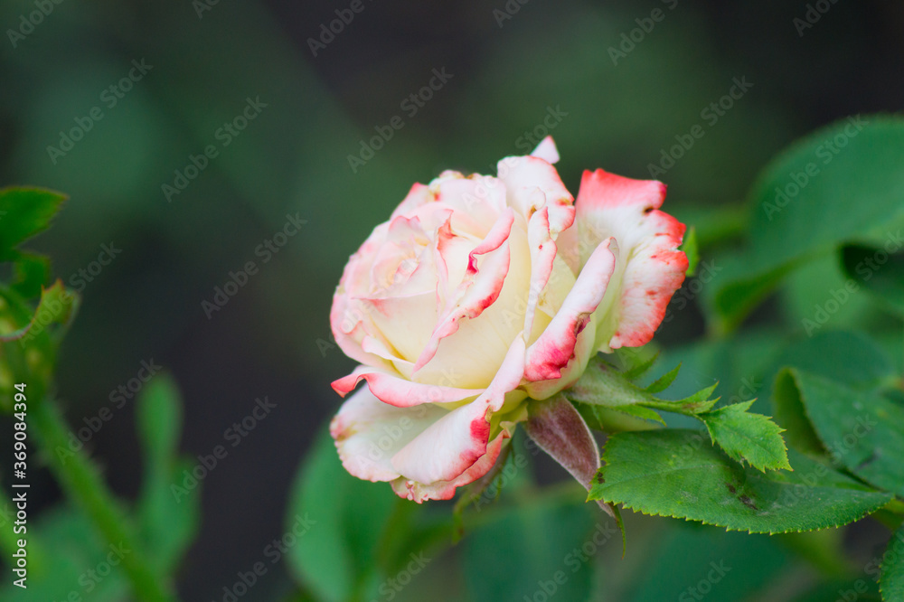 One growing beautiful pale pink rose flower on a green blurred background of leaves, photo, close-up.