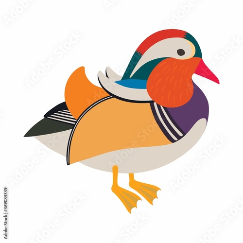 Asian mandarin duck, isolated on white