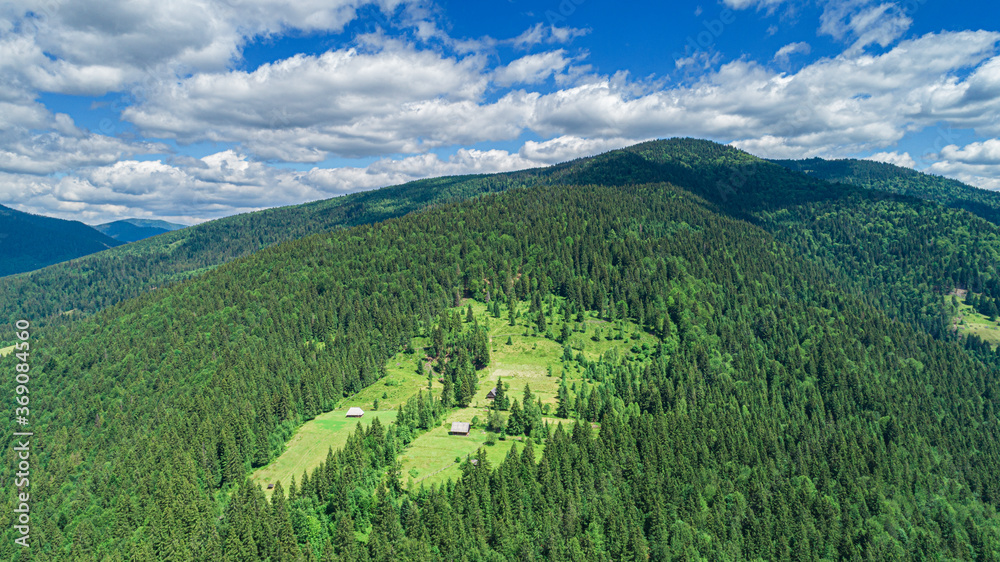 Obraz premium Beautiful pine trees on the background of mountains. Carpathians