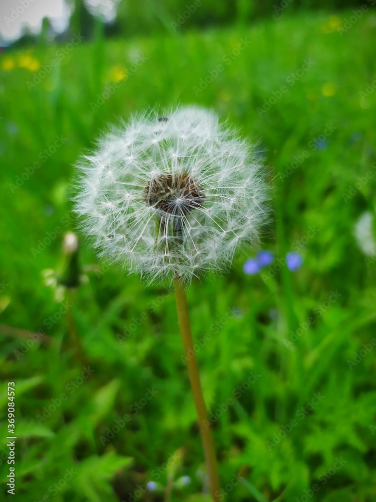 Fototapeta premium dandelion on green background