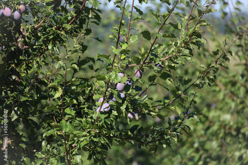 Obraz na płótnie blue berries of a bush w salonie