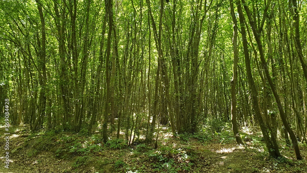 Fototapeta premium green bamboo forest