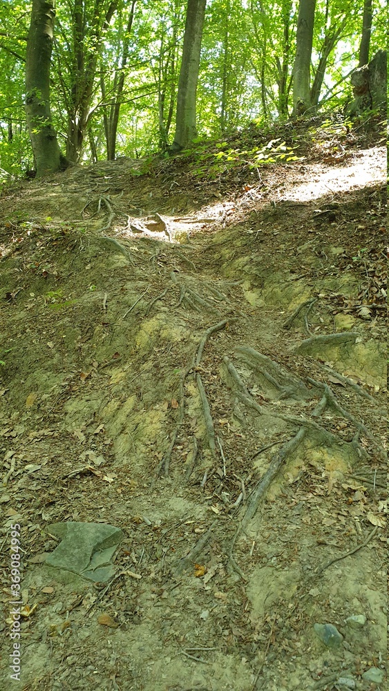Obraz premium footpath in the forest