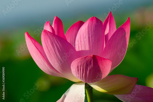 Pink growing Lotus flower close-up  photo.