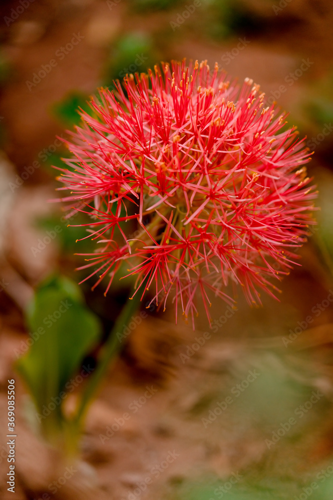 Blood Lily flower plant against blurred earthy background in a garden Blood Lily flower plant against blurred earthy background in a garden