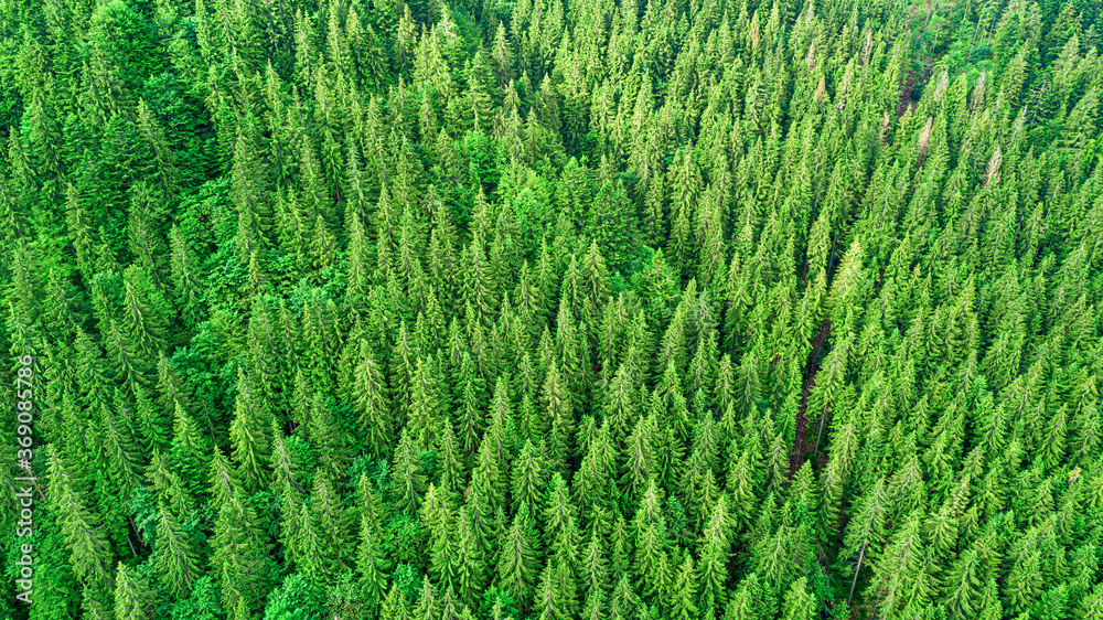 Coniferous forest. Spruce mountain forest from a bird's eye view. Photo from the drone. Coniferous forest. Spruce mountain forest from a bird's eye view. Photo from the drone.