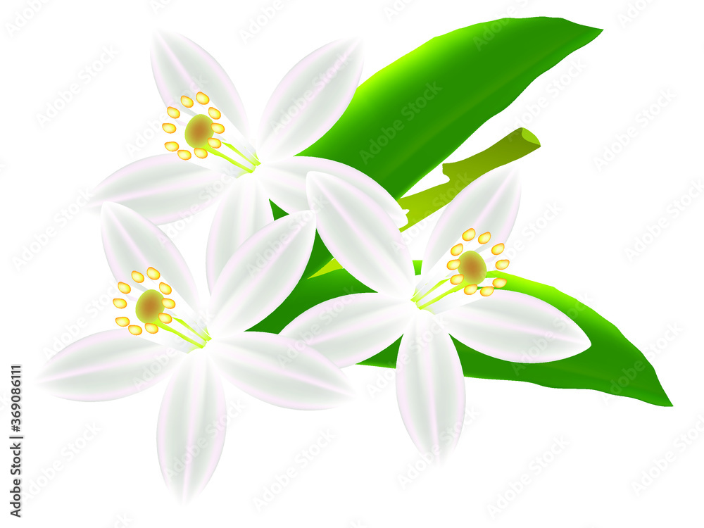 Floral background with lemon flowers.