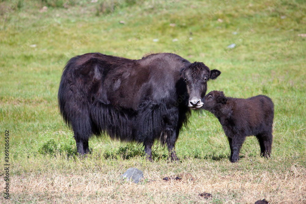 Yak cow and a calf communicate in a green meadow. Yak cow and a calf communicate in a green meadow.