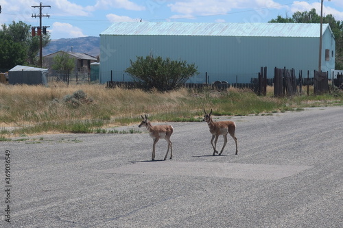 Two tiny deer wandering around a Wyoming town