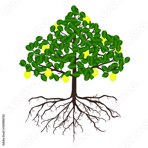 Lemon tree with roots.