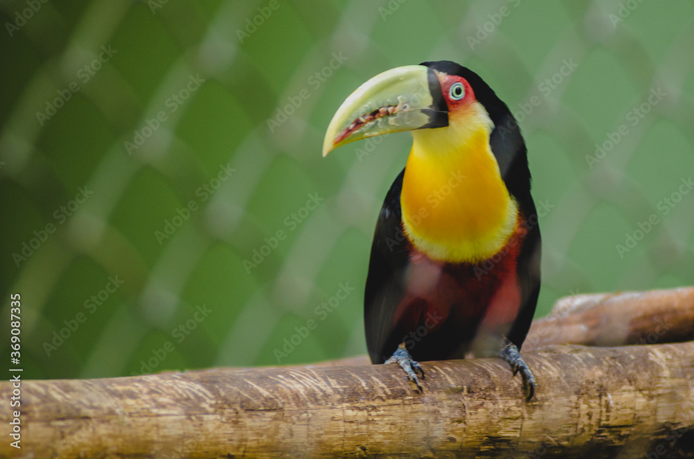 Obraz premium yellow billed toucan