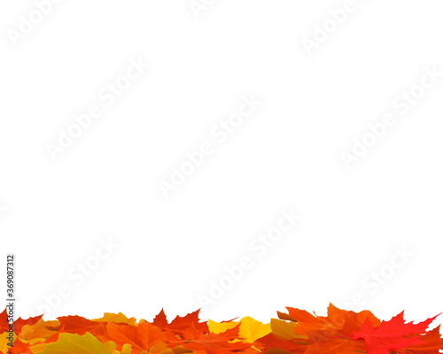 isolated maple leaves on the white background