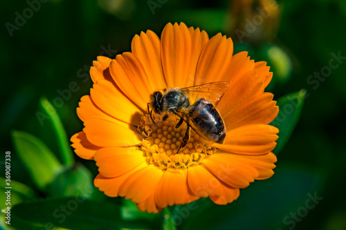 bee collects pollen from an orange flower. macro photo. orange flower blurred grass background.