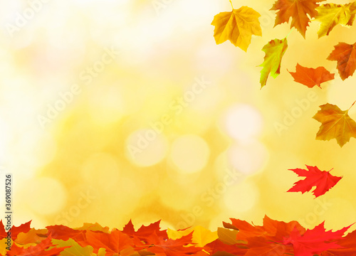 maple leaves on the autumn background