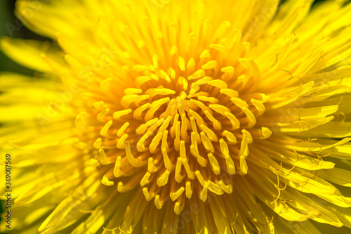 Yellow dandelion close-up on a black background. Macro of the petals of a dandelion. The spring wildflowers. The Bud of a dandelion.