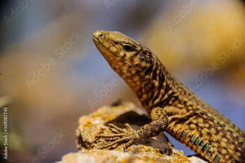 Sargantana  Podarcis lilfordi giglioli. Parque natural de Sa Dragonera. Isla Dragonera. Sierra de Tramuntana. Mallorca. Islas Baleares. Spain.