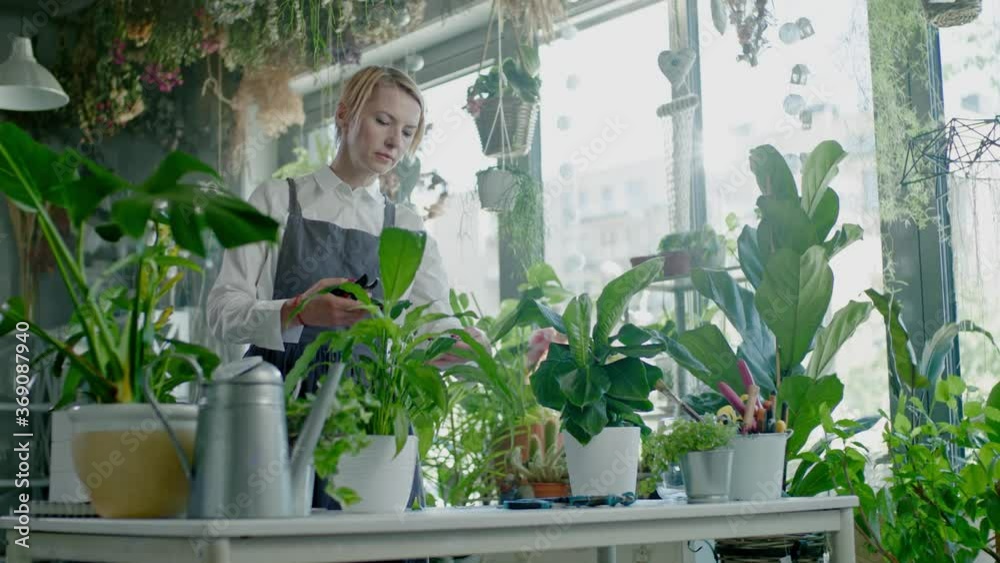 Florist Woman Cuts Dry Plant Leaves With Garden Scissors.